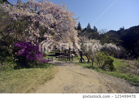 Weeping cherry tree 125499478