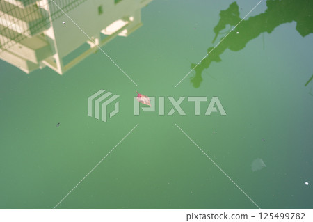 Swimming pool with dirty green water close-up. 125499782