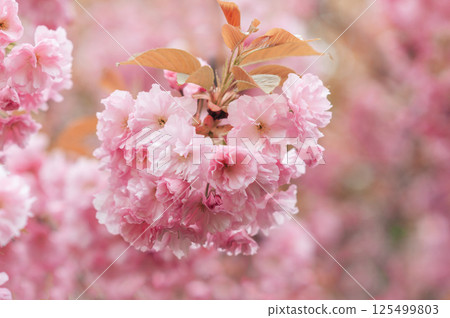 Soft focus image of blooming pink cherry sakura blossom branches under bright spring light creating romantic and dreamy seasonal spring backgrounds, romantic themes, seasonal design 125499803
