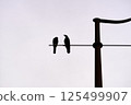 Silhouette of 2 birds on a lamp post 125499907