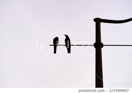 Silhouette of 2 birds on a lamp post 125499907