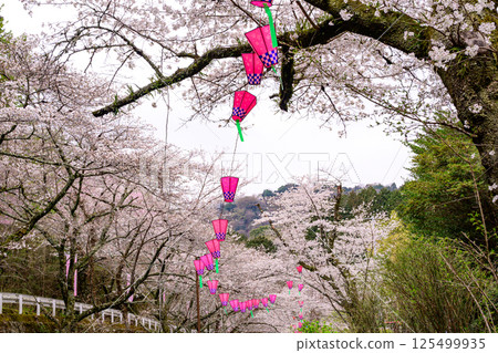 Cherry blossoms in full bloom and the Cherry Blossom Festival Cherry blossoms in full bloom and the Cherry Blossom Festival 125499935