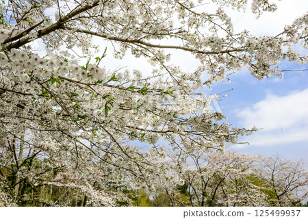 Cherry blossoms in full bloom and blue sky Cherry blossoms in full bloom and blue sky 125499937