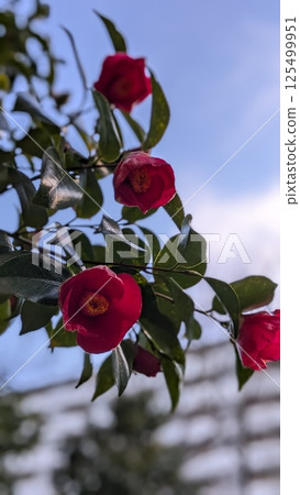 茶花 茶花 125499951
