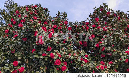 Camellia Camellia 125499956