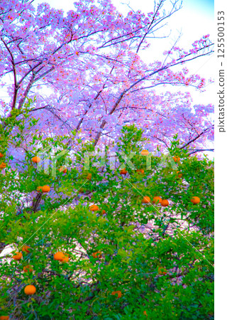 Cherry blossoms and lots of orange trees with orange blossoms Cherry blossoms and lots of orange trees with orange blossoms 125500153