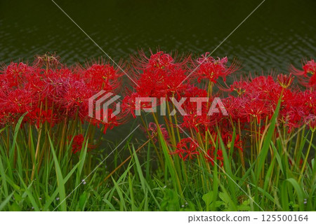 每年這個時候,岐阜縣養老町的津谷川河岸都會盛開著紅色的彼岸花。 每年這個時候,岐阜縣養老町的津谷川河岸都會盛開著紅色的彼岸花。 125500164
