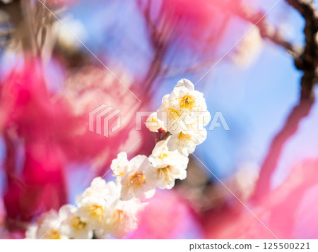 Pure white plum blossoms in full bloom against a backdrop of red plum blossoms herald the arrival of spring. 125500221