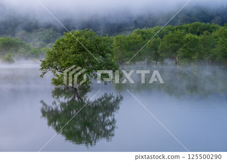 白川湖被淹沒的森林 125500290