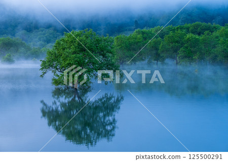 白川湖被淹沒的森林 125500291