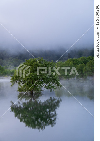 Submerged forest of Shirakawa lake 125500296