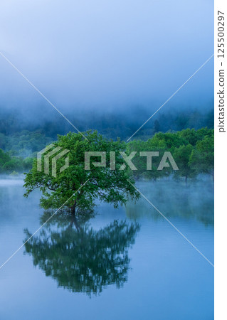 白川湖被淹沒的森林 125500297