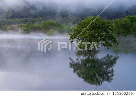 Submerged forest of Shirakawa lake 125500299
