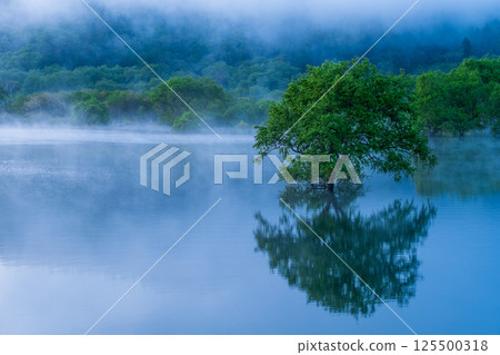 Submerged forest of Shirakawa lake 125500318