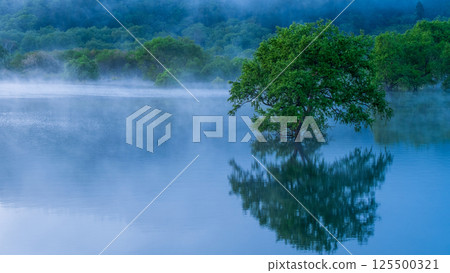 白川湖被淹沒的森林 125500321