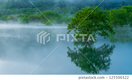 Submerged forest of Shirakawa lake 125500322