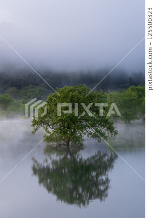 Submerged forest of Shirakawa lake Submerged forest of Shirakawa lake 125500323