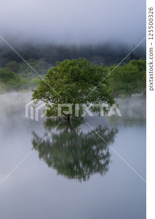 白川湖被淹沒的森林 125500326