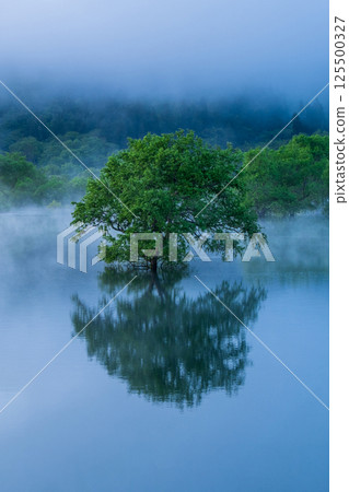 Submerged forest of Shirakawa lake 125500327