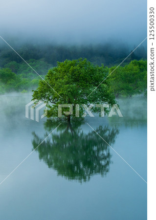 白川湖被淹沒的森林 125500330