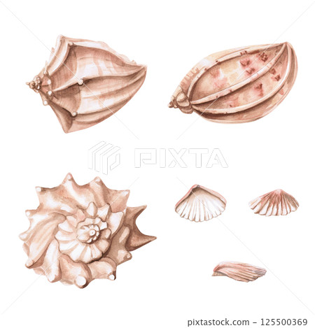 Set of different sea shells. Isolated watercolor illustration of shells for decoration of sea restaurants, theme holidays, printing on posters, fabrics and clothes 125500369