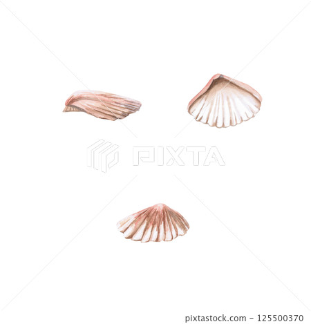 Set of three shells in different types. Isolated watercolor illustration of a shell for decorating seafood restaurants, theme parties, printing on posters, fabrics and clothes. Set of three shells in different types. Isolated watercolor illustration of a shell for decorating seafood restaurants, theme parties, printing on posters, fabrics and clothes. 125500370