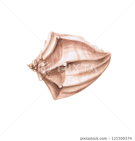 Seashell side view. Isolated watercolor illustration of a shell for the design of sea restaurants, theme parties, printing on posters, fabrics and clothes 125500374