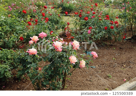 Arao City Ominous Citizen Flower Bed Rose Flower, 125500389