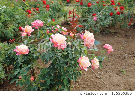 荒尾市少女公民花壇玫瑰花, 荒尾市少女公民花壇玫瑰花, 125500390