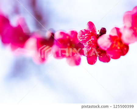 紅梅盛開，預示著春天的到來 125500399