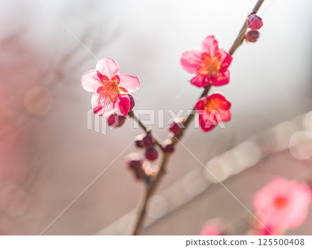 紅梅盛開，預示著春天的到來 125500408