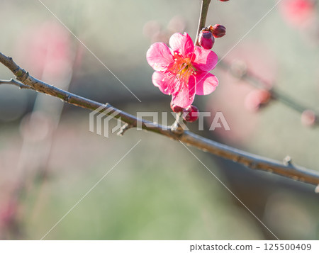 Red plum blossoms in full bloom heralding the arrival of spring Red plum blossoms in full bloom heralding the arrival of spring 125500409