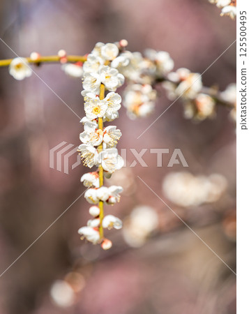 Weeping plum blossoms in full bloom signal the arrival of spring 125500495