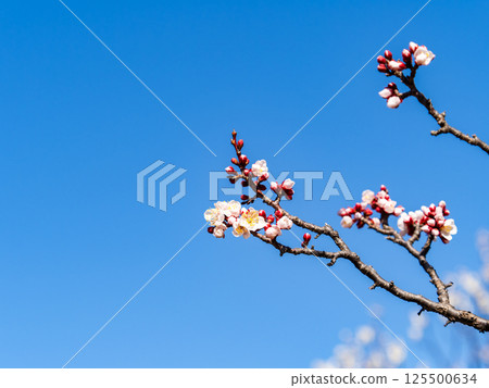 Neat white plum blossoms in full bloom heralding the arrival of spring 125500634