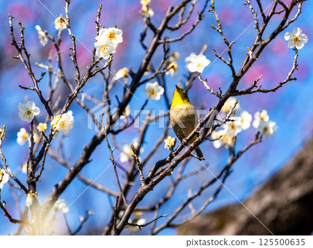 Neat white plum blossoms in full bloom heralding the arrival of spring 125500635