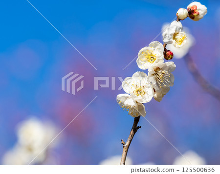 Neat white plum blossoms in full bloom heralding the arrival of spring 125500636