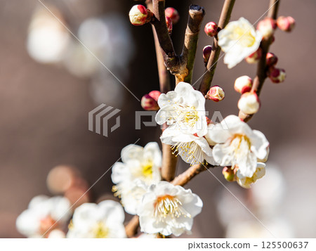 潔白的梅花盛開預示著春天的到來 125500637