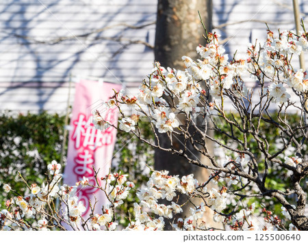 The pure white plum blossoms in full bloom herald the arrival of spring at the Plum Festival 125500640