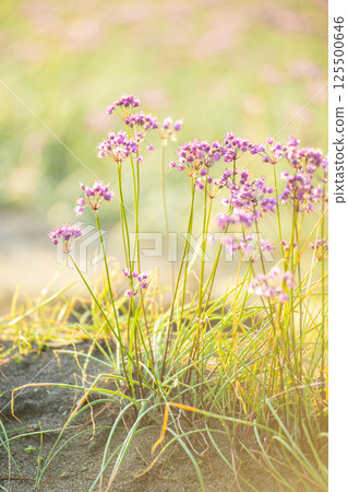 Rakkyo flowers (produced in Hokuei Town, Tottori Prefecture) 125500646