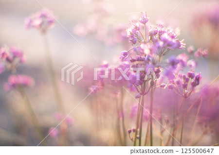 Rakkyo flowers (produced in Hokuei Town, Tottori Prefecture) 125500647