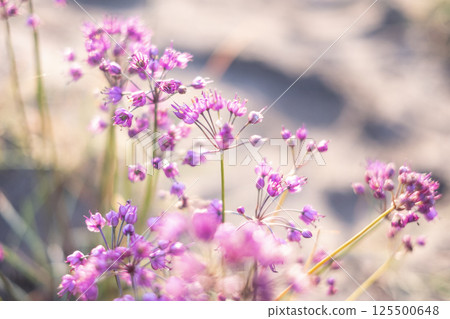 Rakkyo flowers (produced in Hokuei Town, Tottori Prefecture) Rakkyo flowers (produced in Hokuei Town, Tottori Prefecture) 125500648