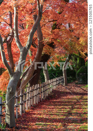 高岡城公園的秋天 125500765