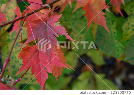 有峰的紅楓 有峰的紅楓 125500770