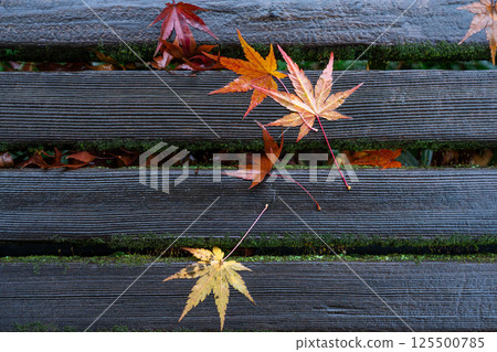 Fallen leaves decorating the bench Fallen leaves decorating the bench 125500785