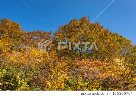 Blue sky and forest in autumn Blue sky and forest in autumn 125500794