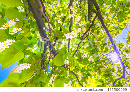 日本橫濱城市景觀。白雲樹的綠白色格外引人注目。這種花的寓意是宏偉、愛的旅程和 27 日快樂的人。 125500969
