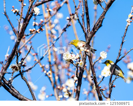 A cute Japanese white-eye visiting plum blossoms in full bloom A cute Japanese white-eye visiting plum blossoms in full bloom 125500971