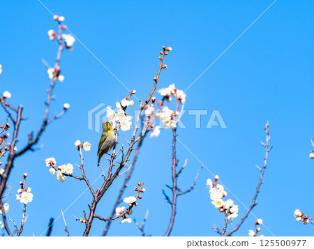 A cute Japanese white-eye visiting plum blossoms in full bloom 125500977