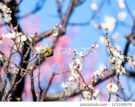 一隻可愛的繡眼鳥正在觀賞盛開的梅花 125500979