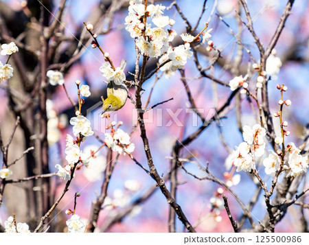 A cute Japanese white-eye visiting plum blossoms in full bloom A cute Japanese white-eye visiting plum blossoms in full bloom 125500986